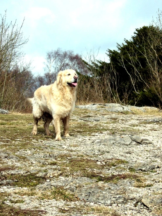 a golden retriever walks along a field, near some trees