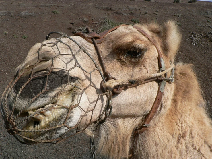 a camel that has some kind of net on its head