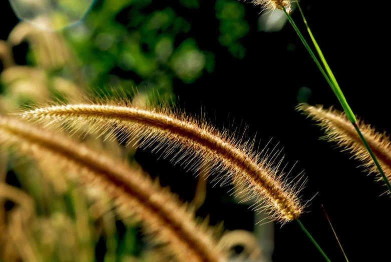 closeup of some tall plants with tiny long stems