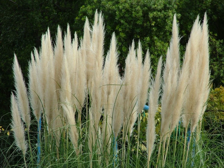 some very long grasses on a sunny day