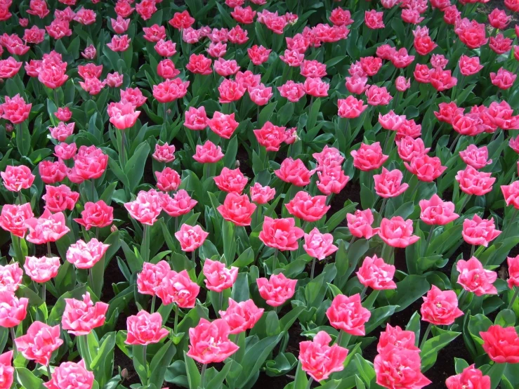 a flower garden is full of many pink flowers