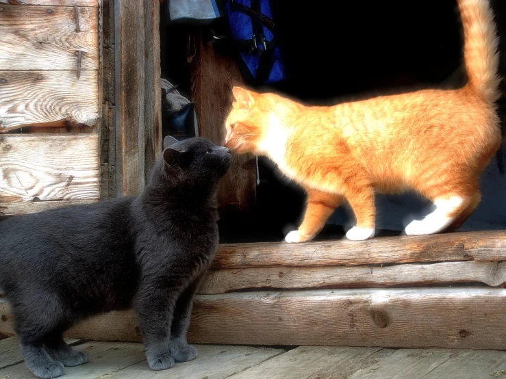 a cat looking at another cat outside of the window