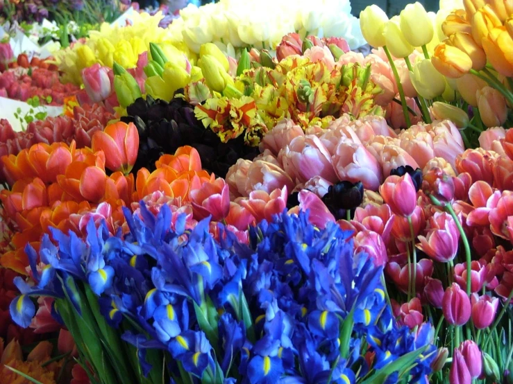 an array of flowers are shown in the image