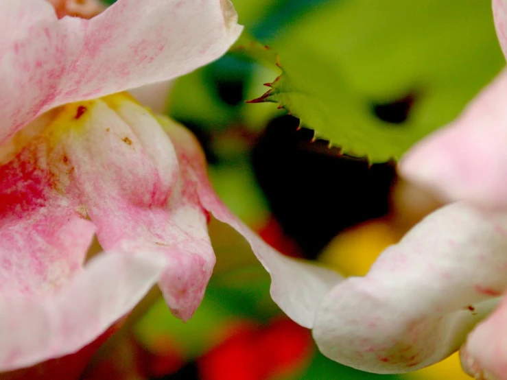 a close up of flowers that are blooming in the field