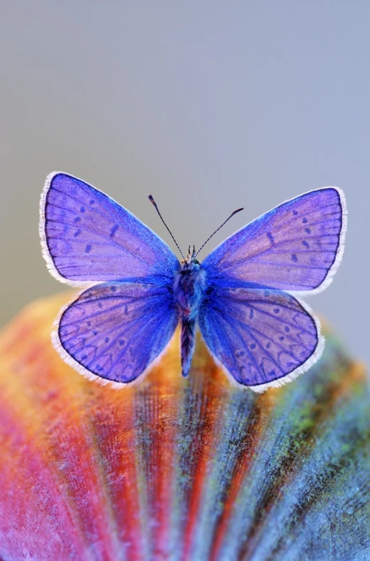 a erfly is resting on an orange shell