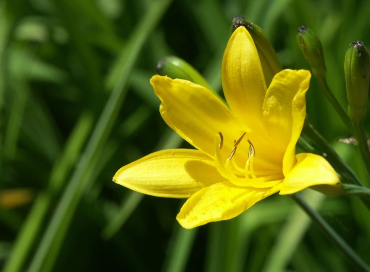 a flower is shown on the inside of the picture