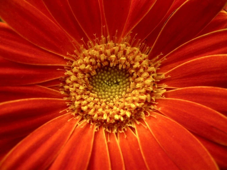 a close up view of a bright red flower