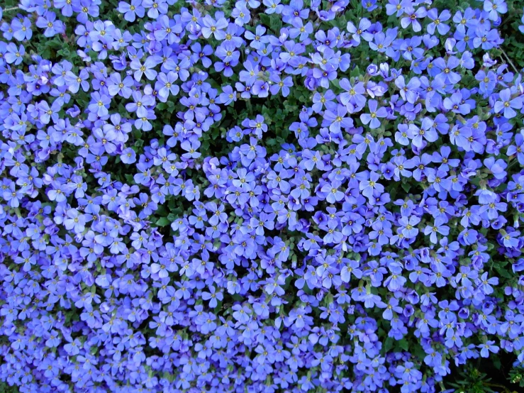 close up s of blue flowers from above