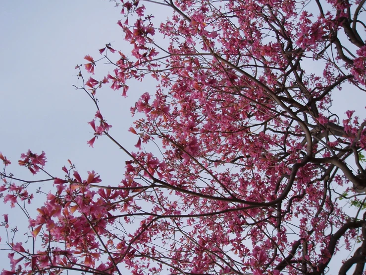 nches with flowers in foreground against the sky