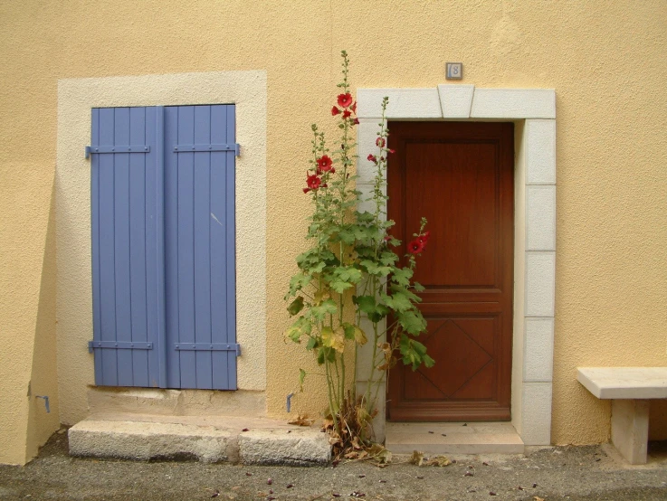 a door with a plant in the courtyard