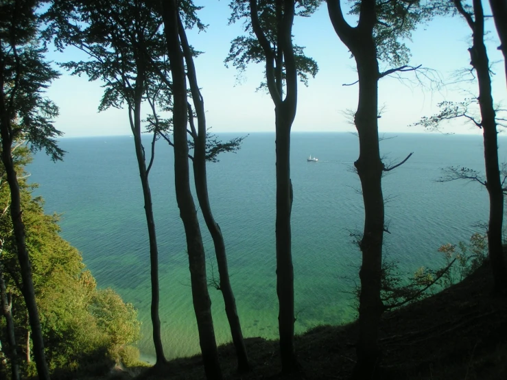 looking at water through trees on hillside near ocean