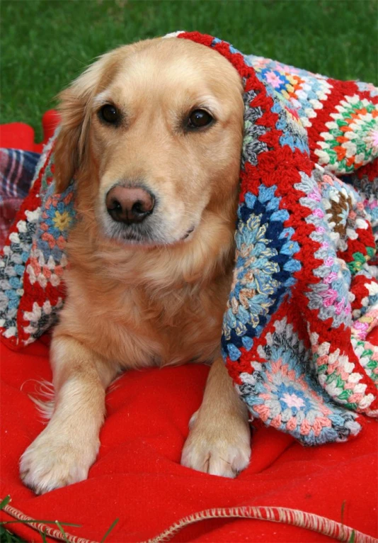 the golden retriever dog is wearing a blanket on his head