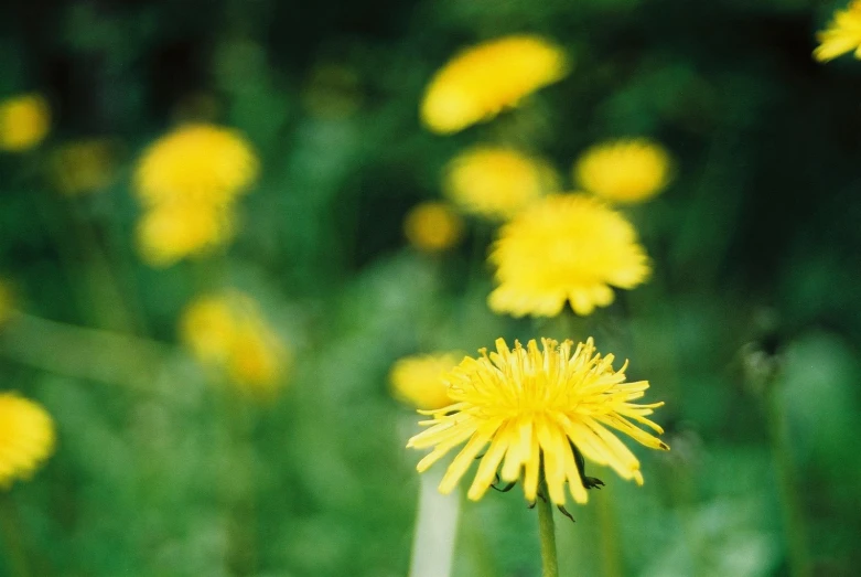 some very pretty yellow flowers in a field