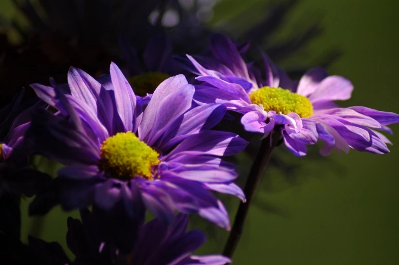 the flowers are purple with yellow center and petals
