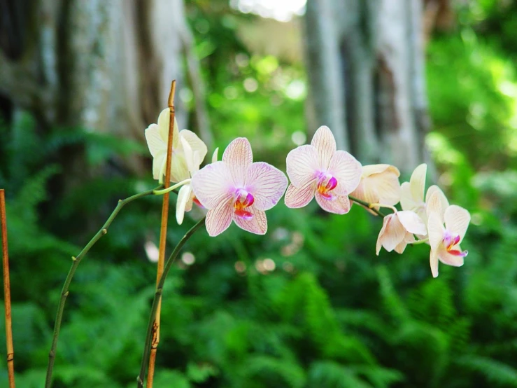 some flowers that are on a stem near trees