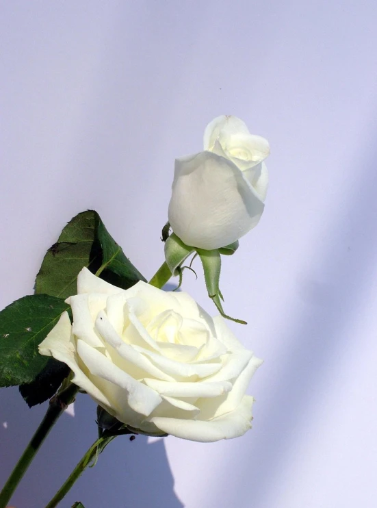 white rose with a stem coming out of the center of the flower