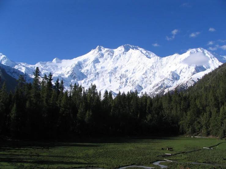 a snow covered mountain near some evergreen trees