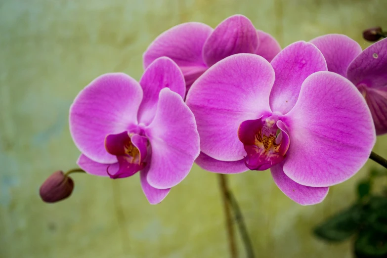 several pink flowers are in a vase