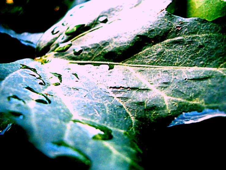 a large leaf with drops on it