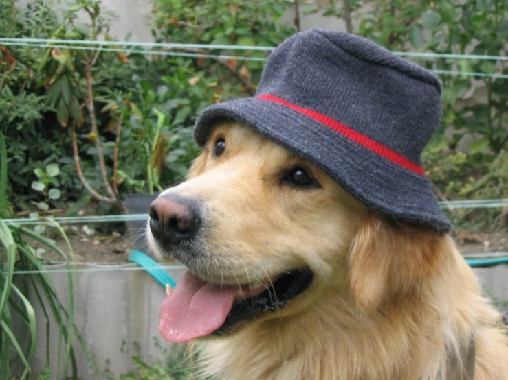 a dog wearing a hat while sitting in a garden