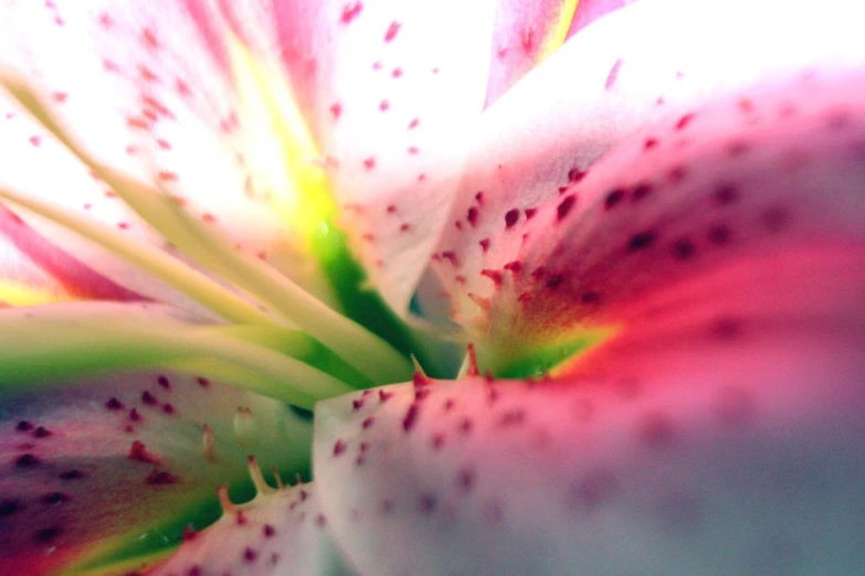 close up of white and red flower with green leaves