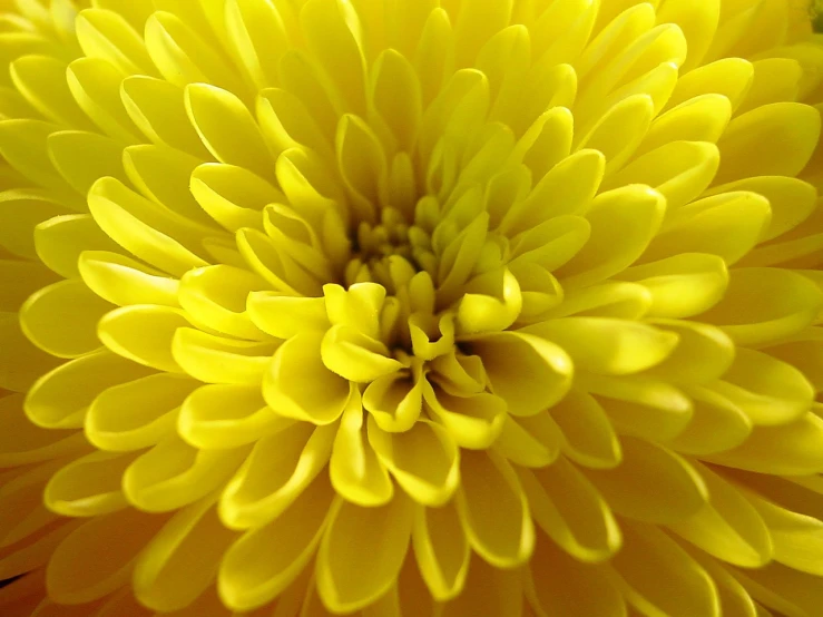 a yellow flower is close up on the petals