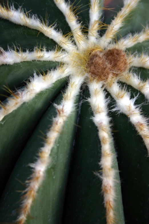 the inside of a green, round cactus with multiple ridges