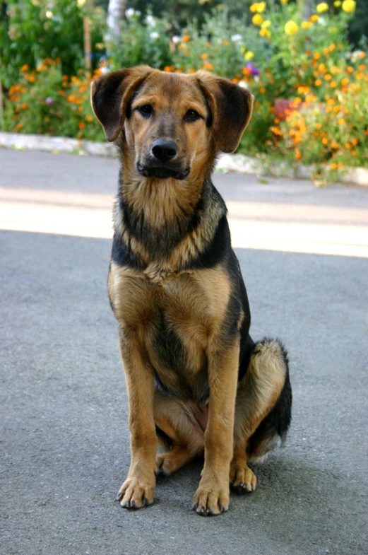 a close up of a dog sitting in the street