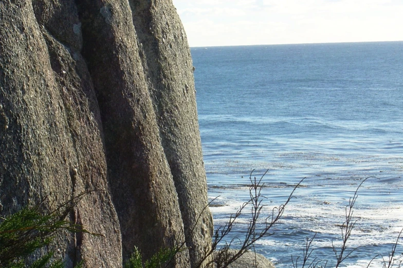 trees standing next to the ocean on a sunny day