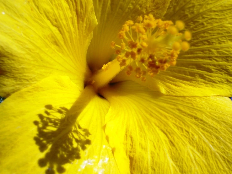 a yellow flower has very long petals