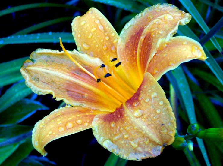 a flower that is sitting on some grass