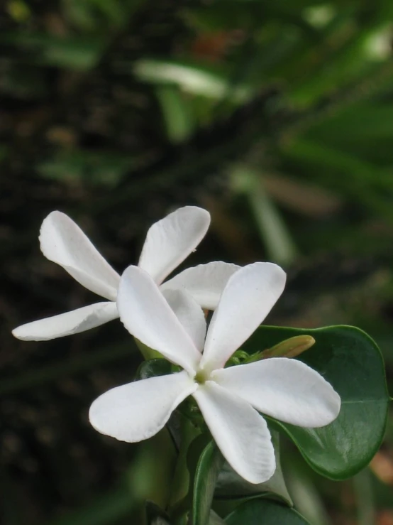 a beautiful white flower with lots of petals on it