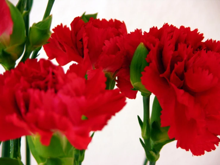 red carnations arranged in a row in a vase