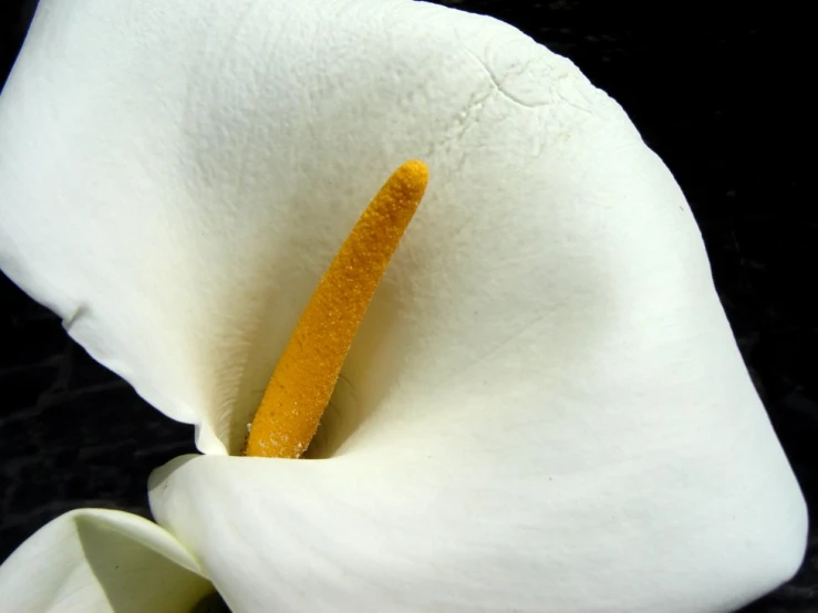 a close up of the inner of an white flower