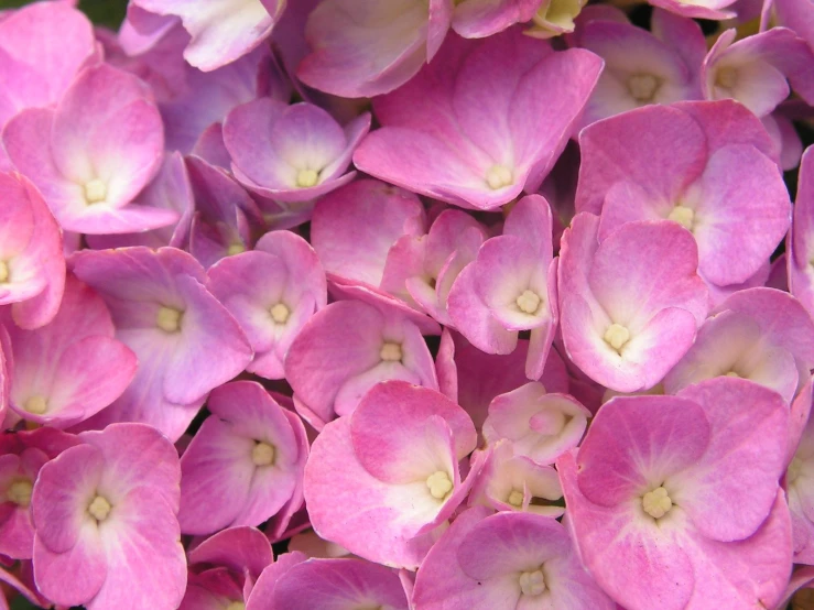 close up of pink and white flowers in the middle of the day