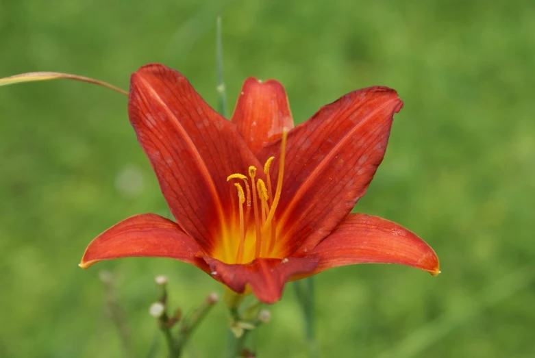 red flower with yellow stamen stamen in front of a green background