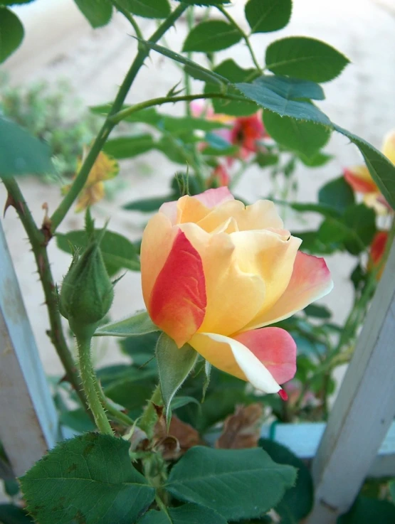 a yellow and orange rose in the sun