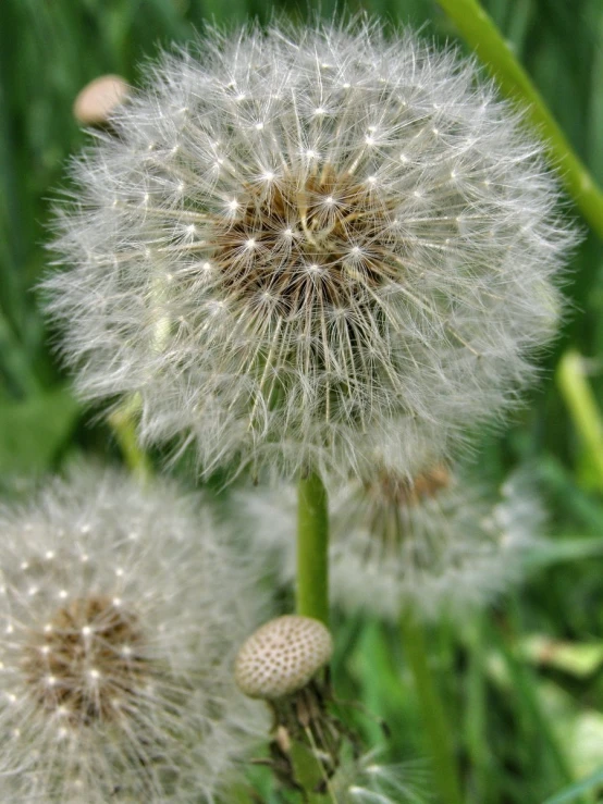 some kind of dandelion that is growing on the green grass