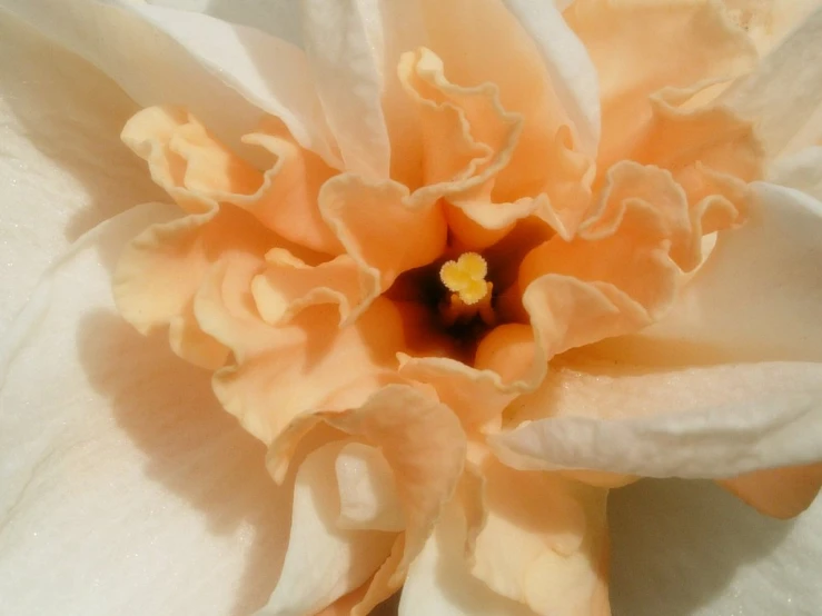 a close - up view of the stamen of a beautiful flower