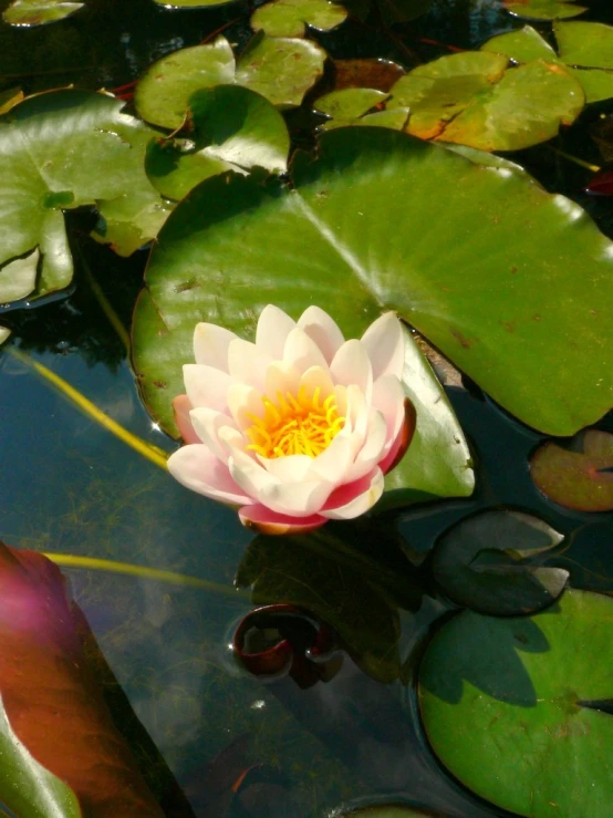 a white waterlily in a pond filled with lily pads