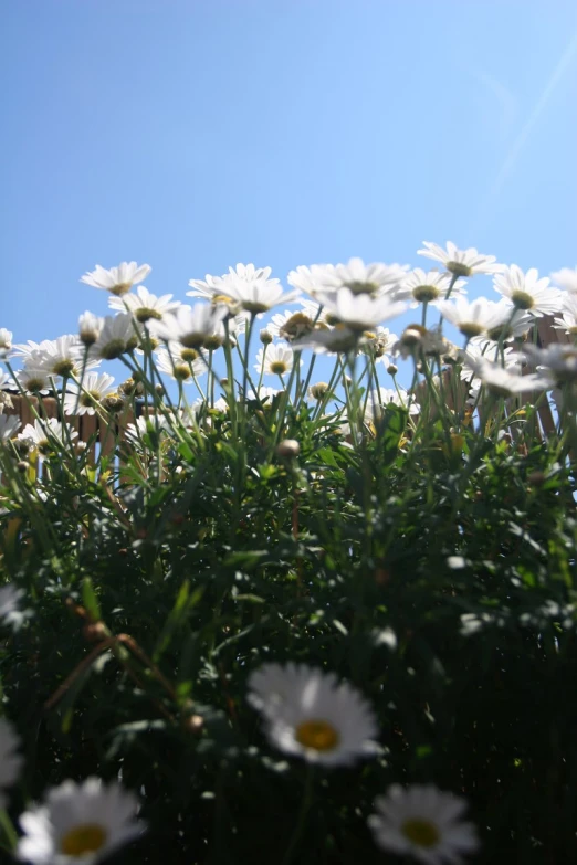 a field full of white flowers against a blue sky