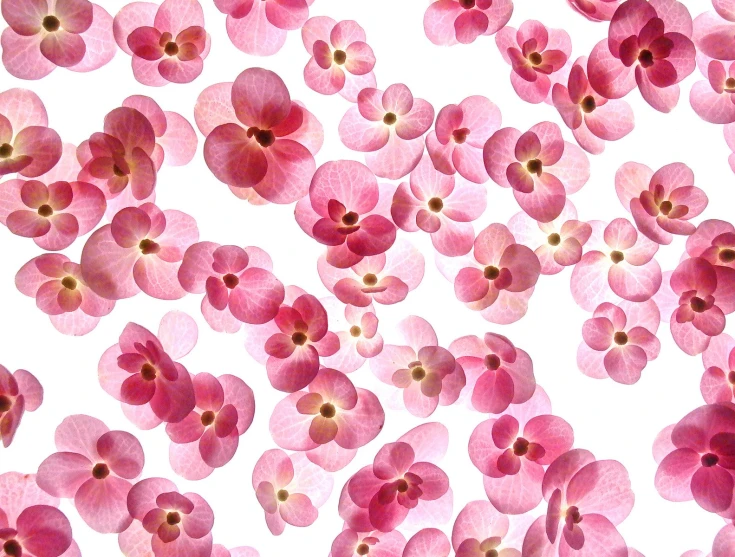 a lot of pink flowers with petals in the center