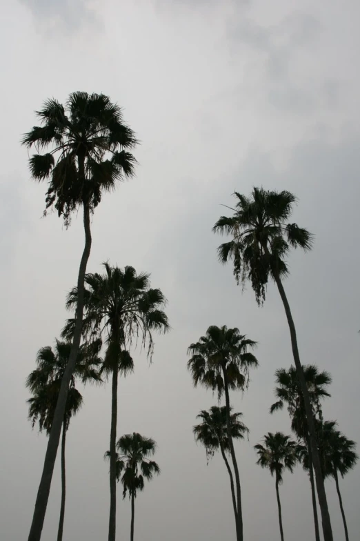 a number of tall palm trees near one another