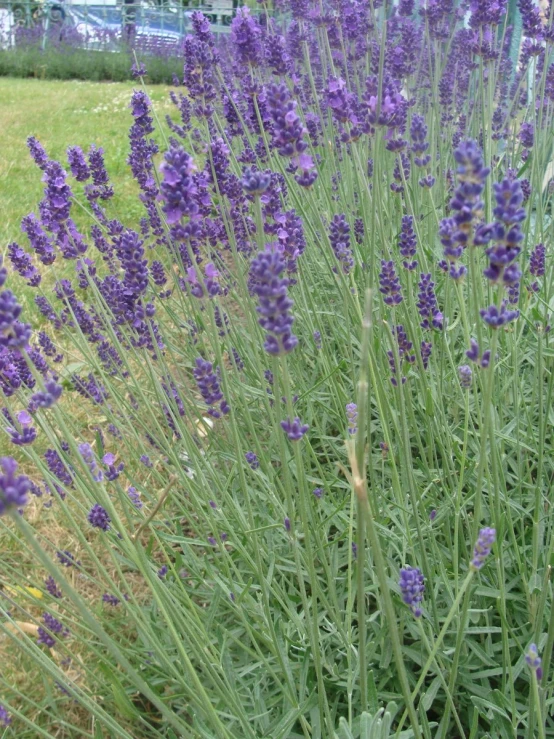 large group of flowers in green and purple garden