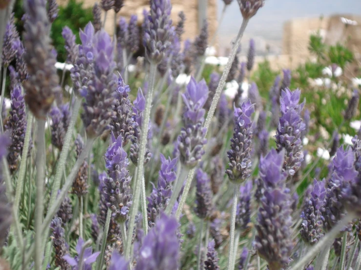 lavenders in the foreground, with a view of a city