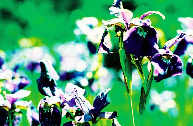 a purple flower sitting in a field filled with purple and green flowers