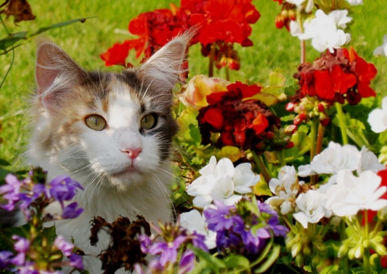 a cat is standing in some flowers