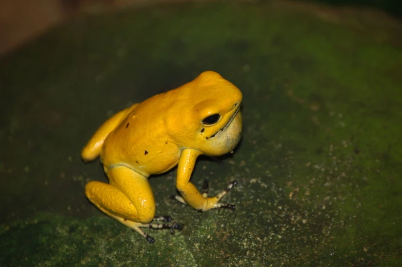 a small yellow frog with black spots on its face