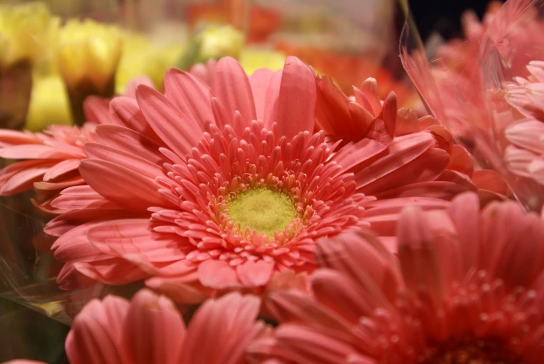 several bright flowers in a variety of colors