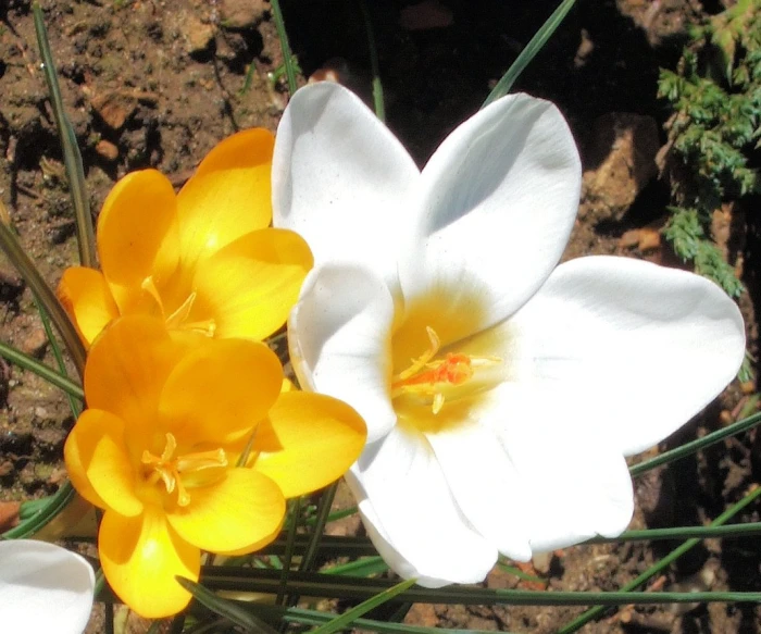 white and yellow flowers with long leaves in the sun